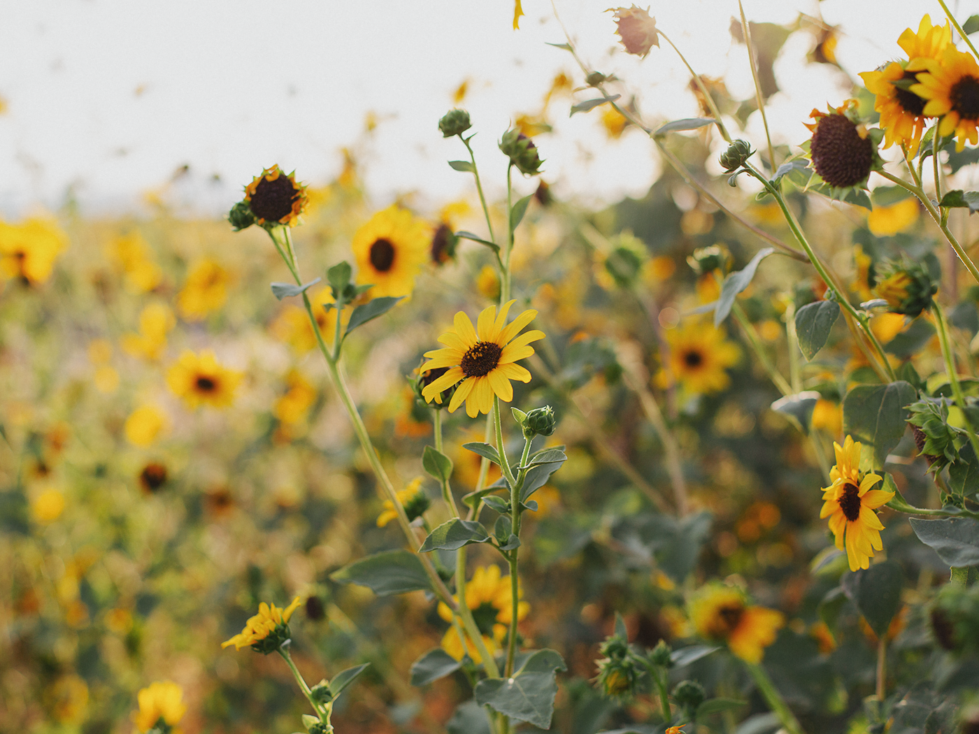 evening_sunflowers_2Z7A5291.png