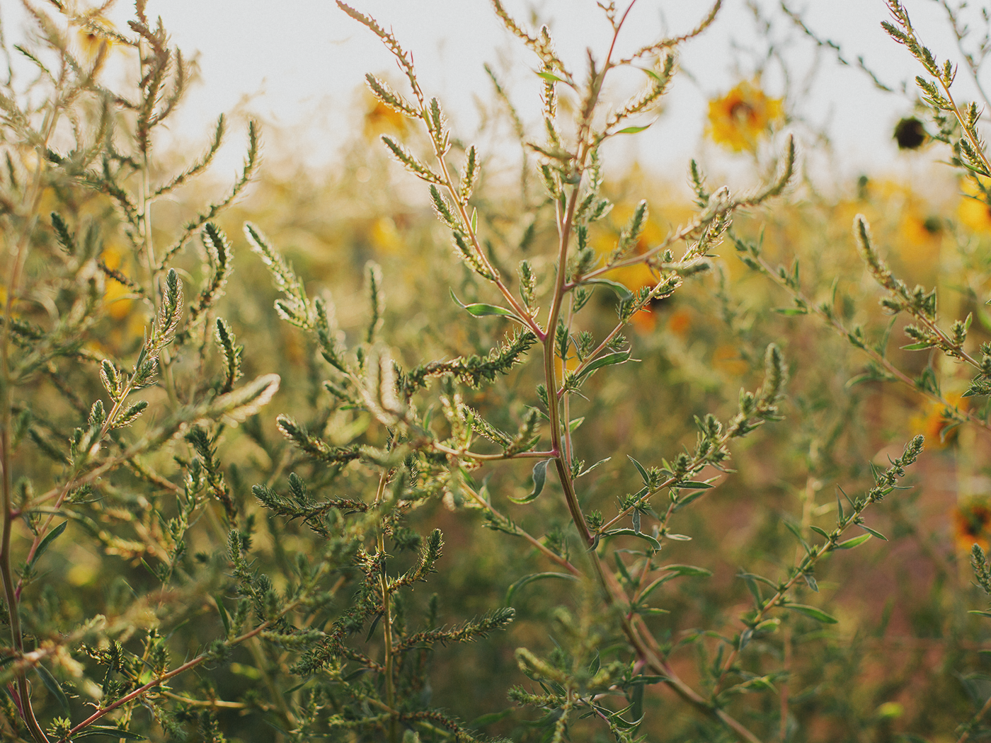 evening_sunflowers_2Z7A5304.png