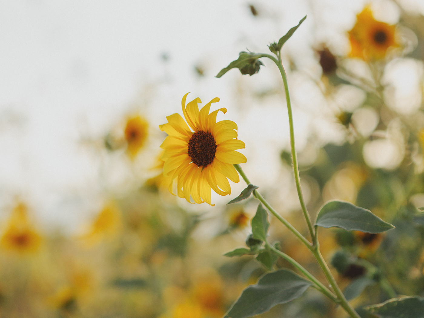 evening_sunflowers_2Z7A5338.png