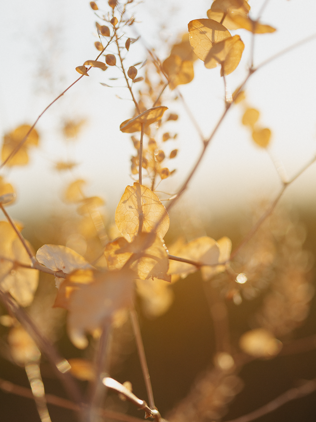 evening_sunflowers_2Z7A5356.png