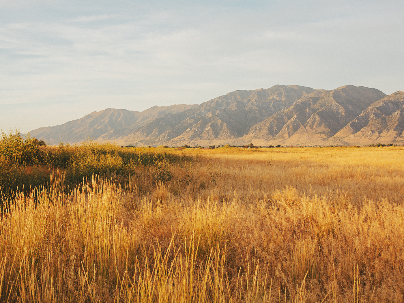 evening_sunflowers_2Z7A5390.png