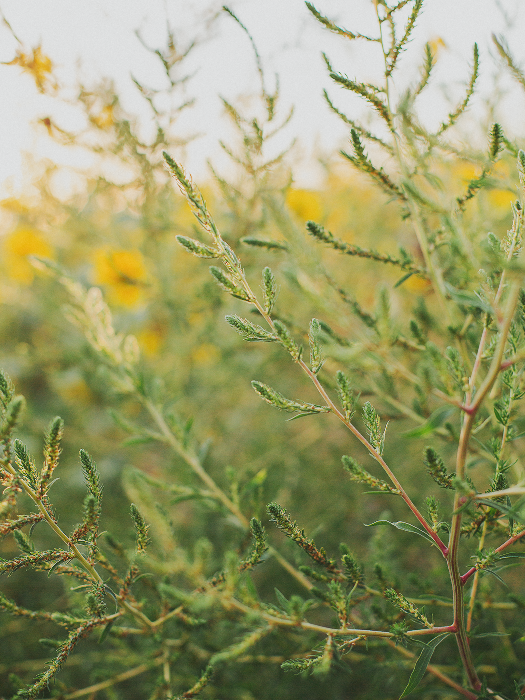 evening_sunflowers_2Z7A5404.png