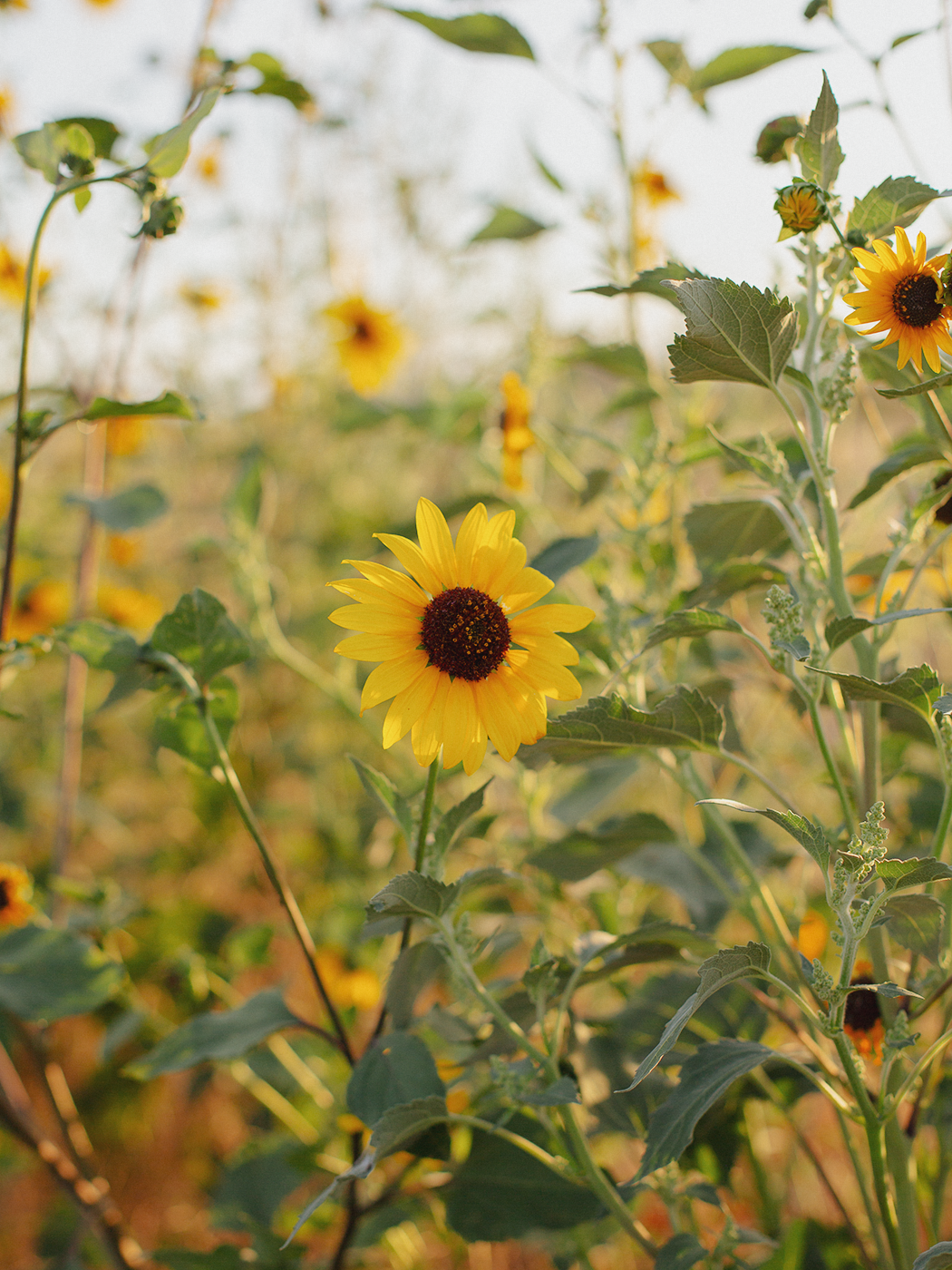 evening_sunflowers_2Z7A5413.png