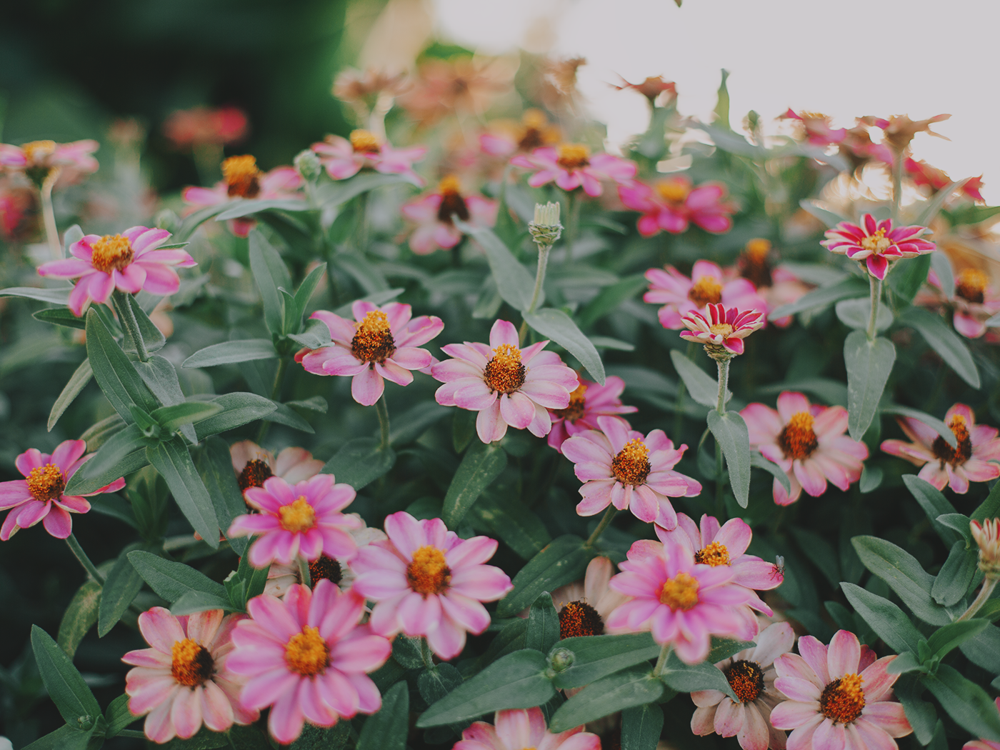august_flowers_2Z7A5466.png