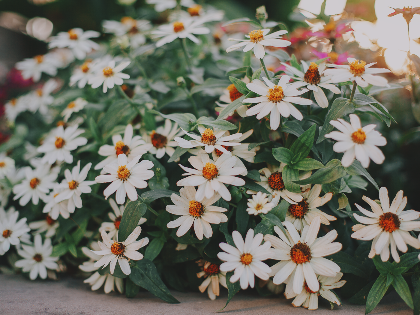 august_flowers_2Z7A5470.png