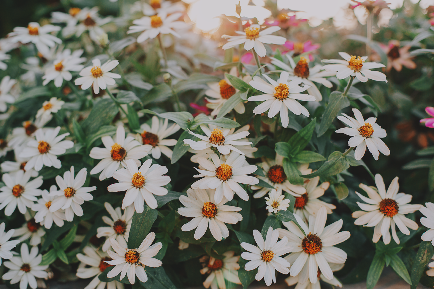 august_flowers_2Z7A5485.png