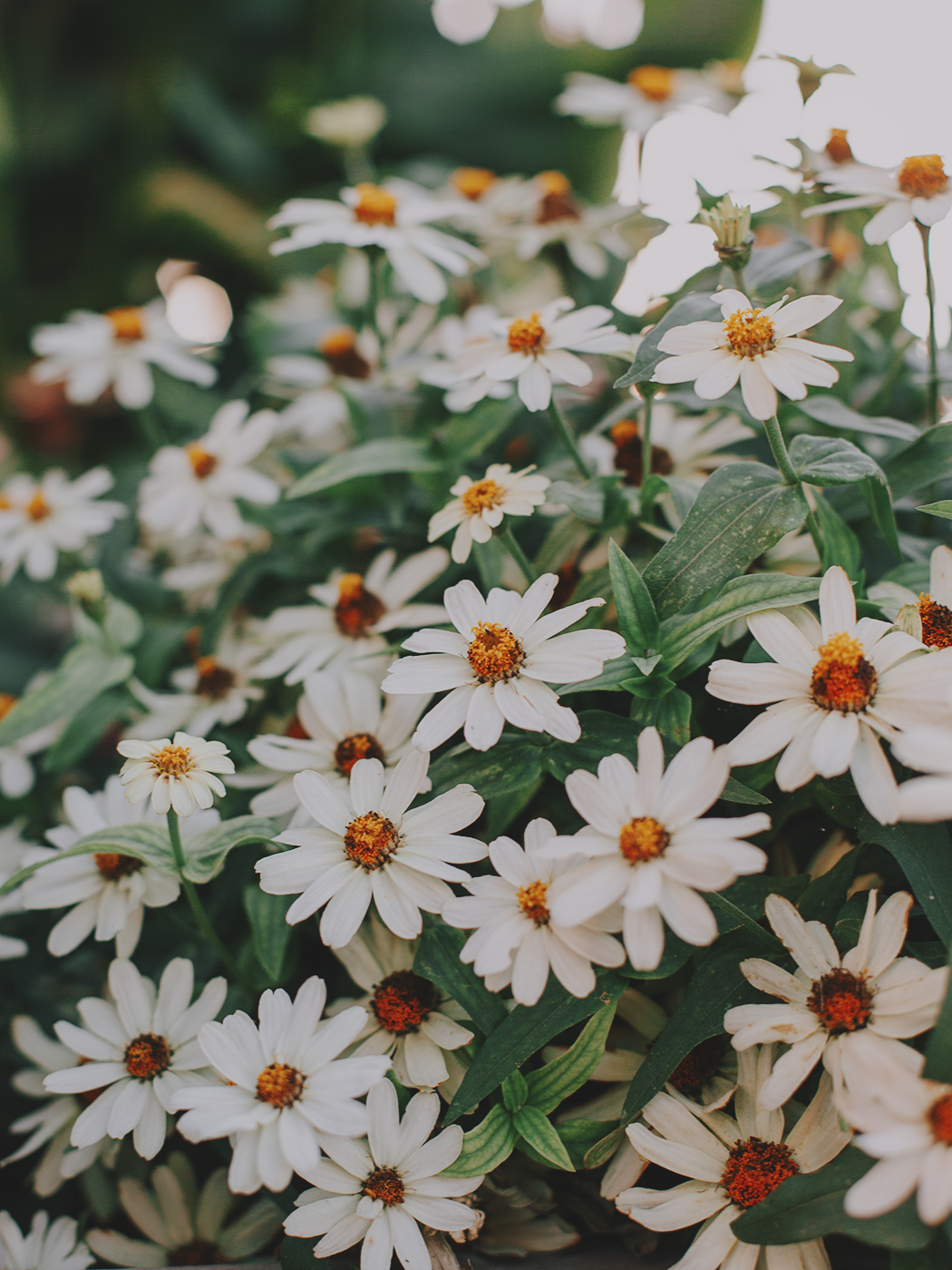 august_flowers_2Z7A5481.png