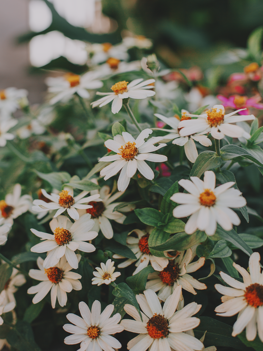 august_flowers_2Z7A5493.png