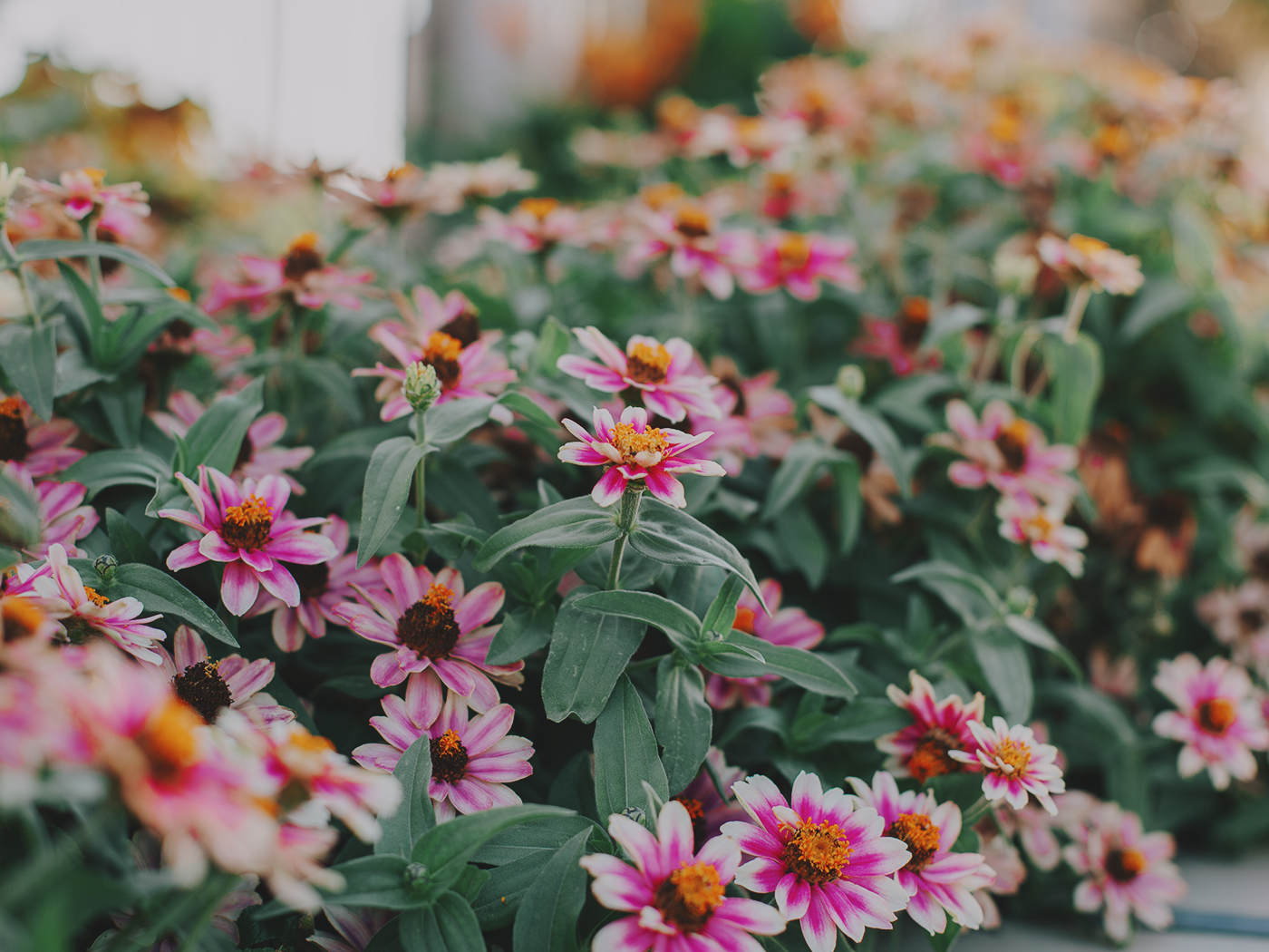 august_flowers_2Z7A5499.png