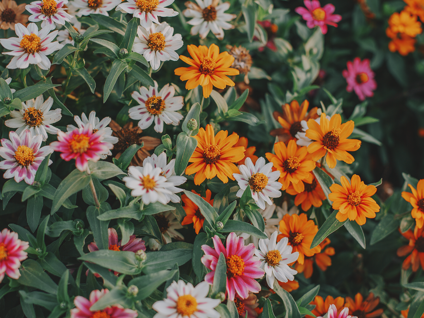 august_flowers_2Z7A5503.png