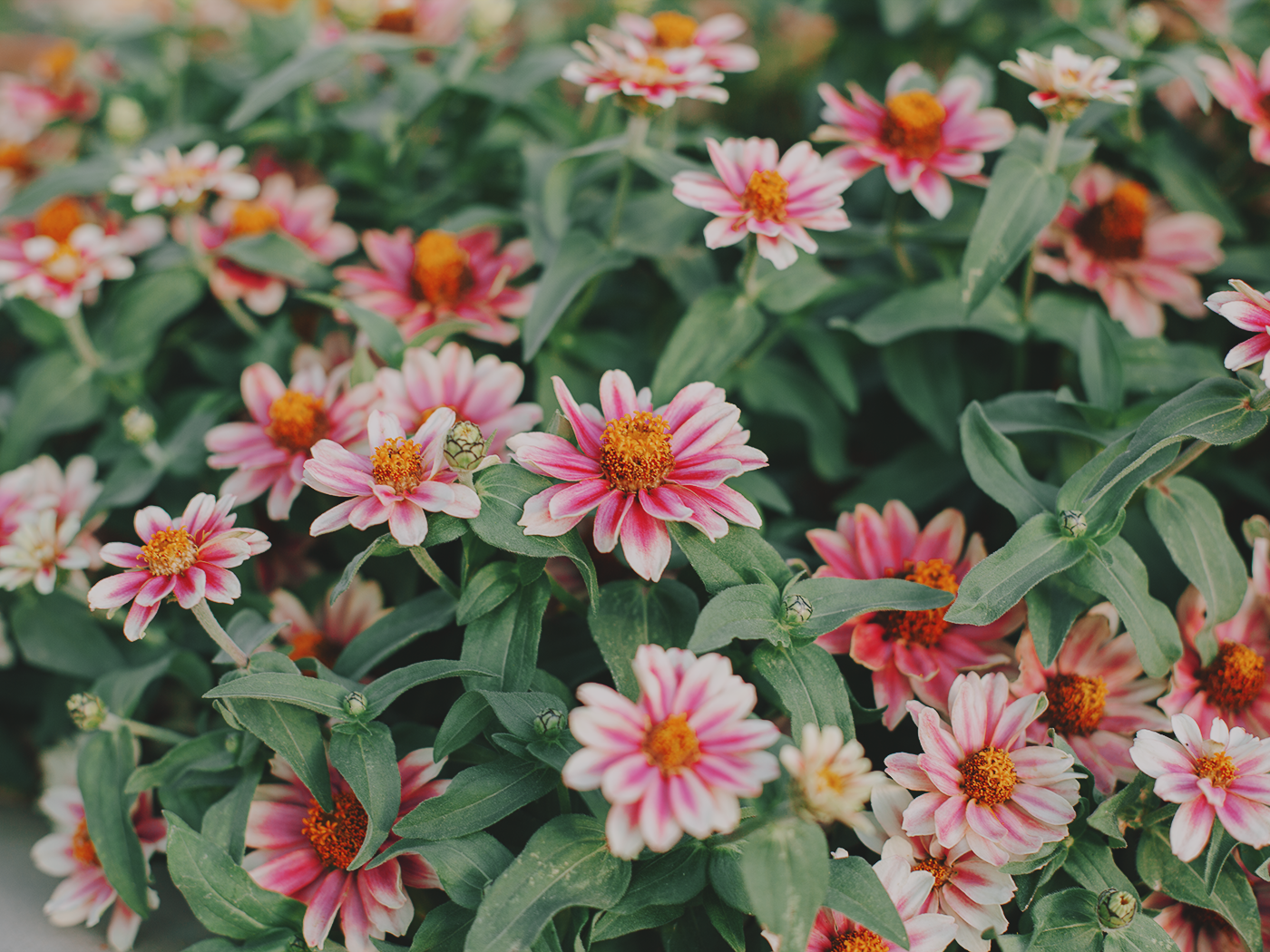 august_flowers_2Z7A5518.png