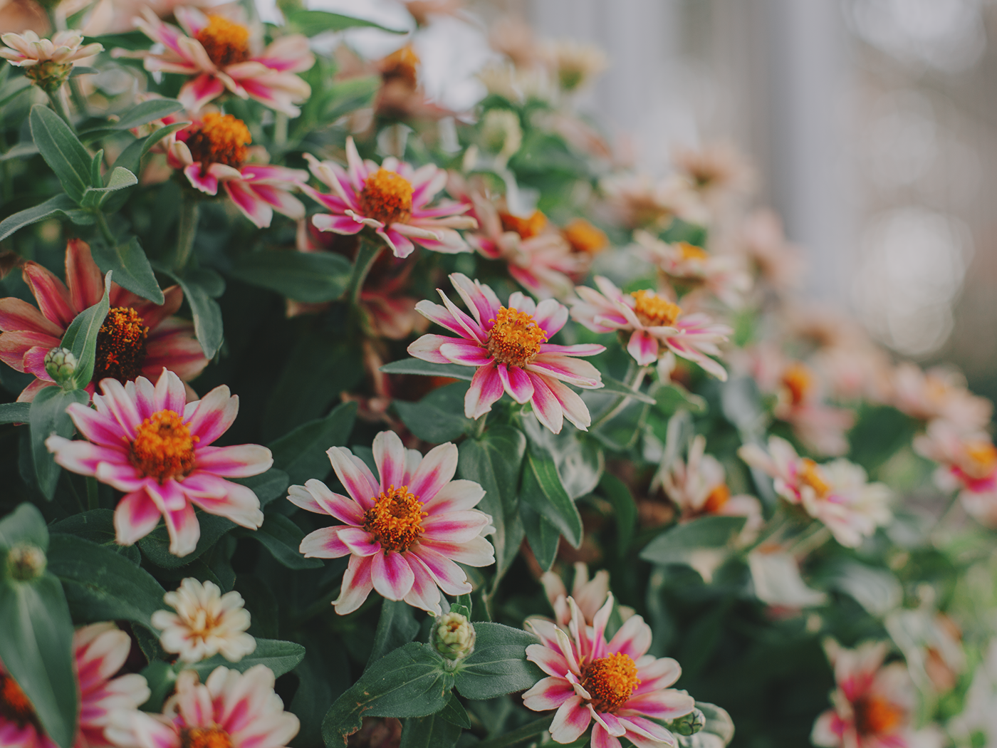 august_flowers_2Z7A5516.png