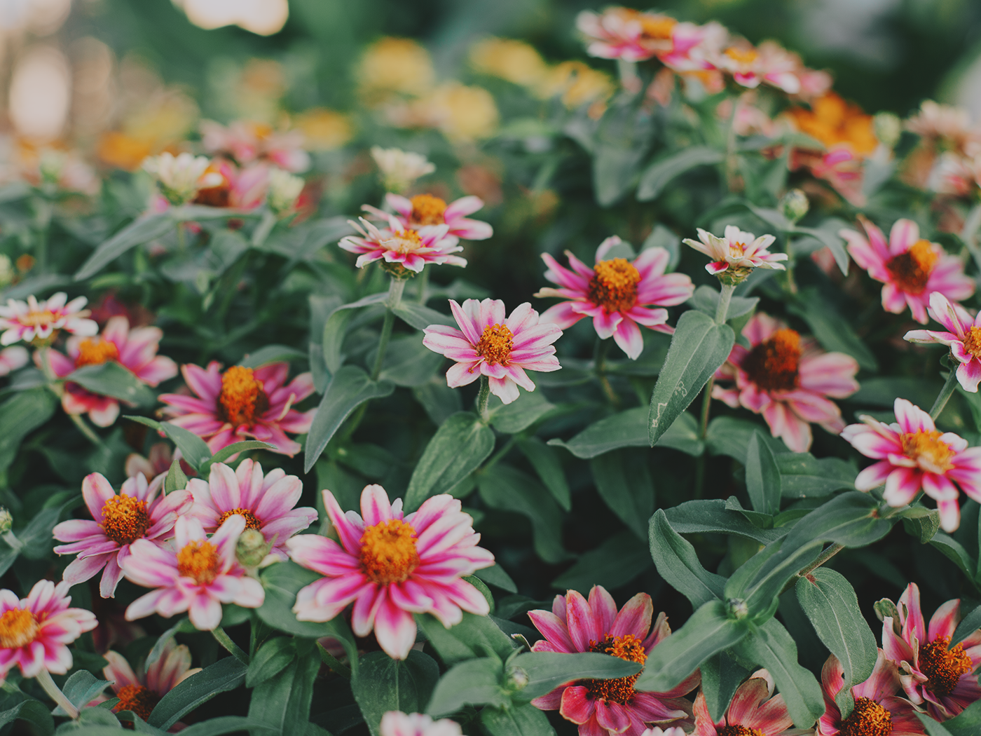 august_flowers_2Z7A5519.png