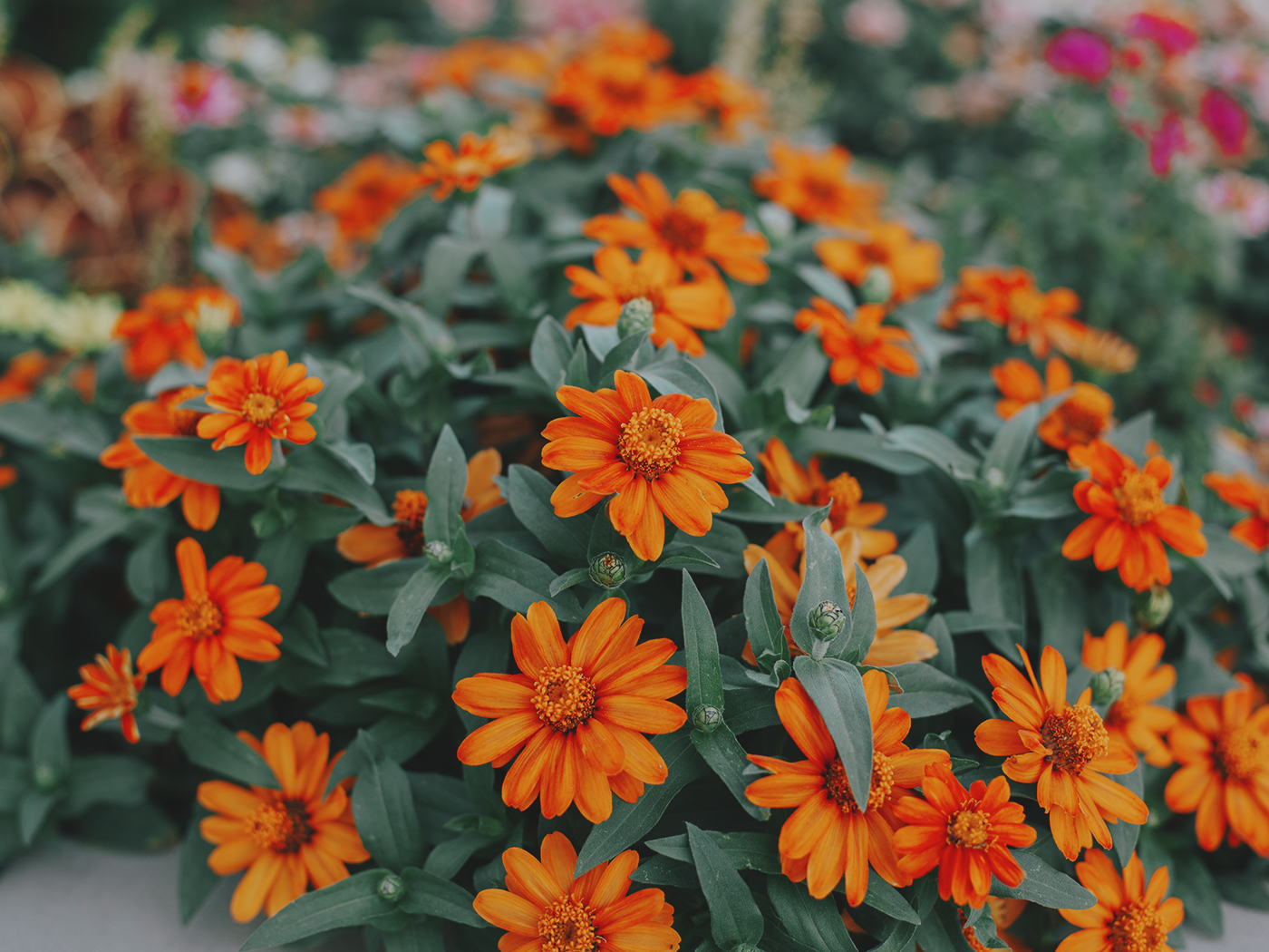 august_flowers_2Z7A5523.png