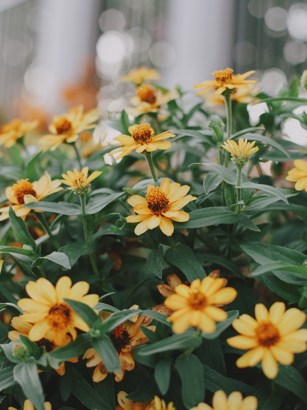 august_flowers_2Z7A5540.png
