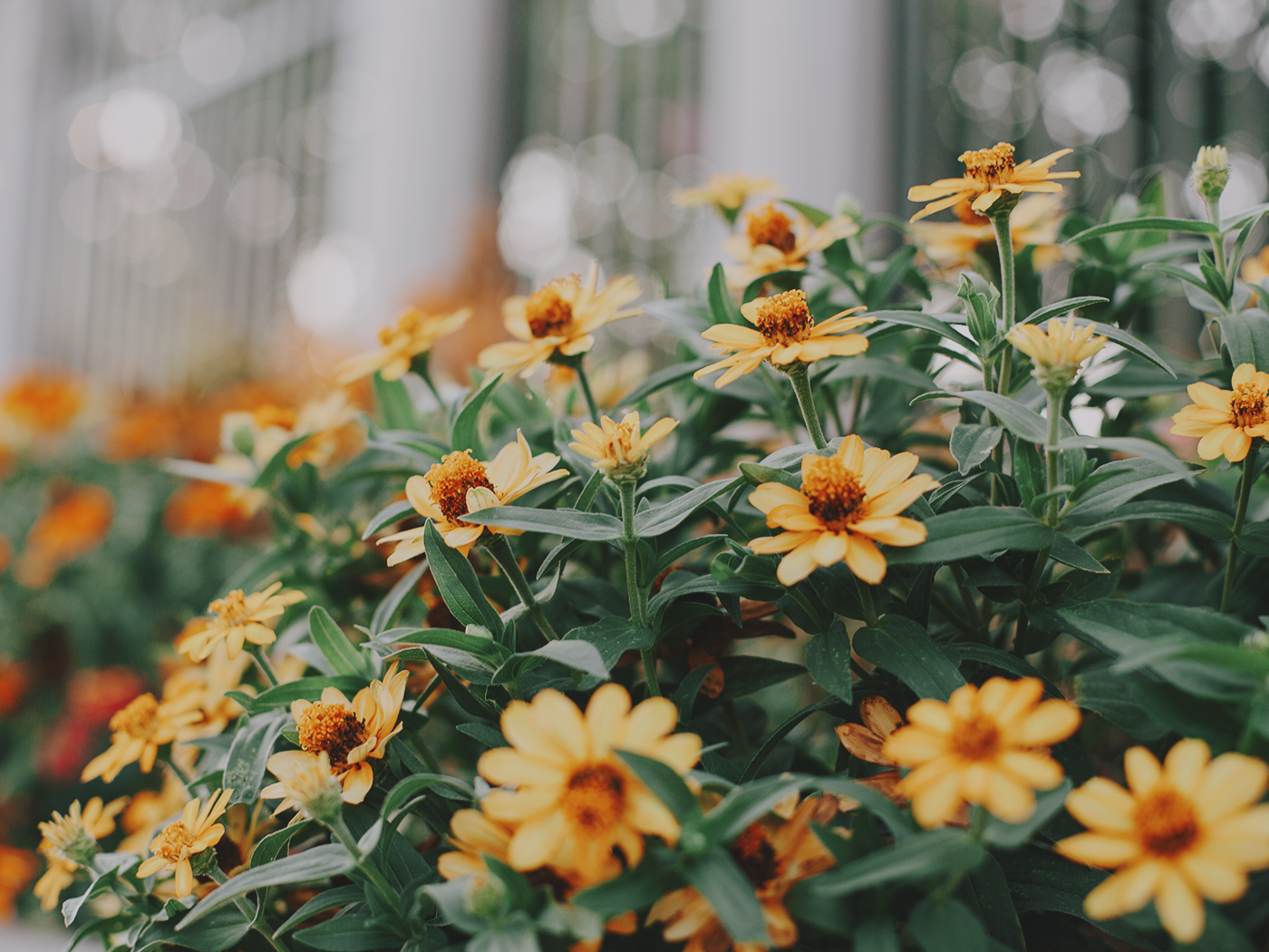august_flowers_2Z7A5543.png