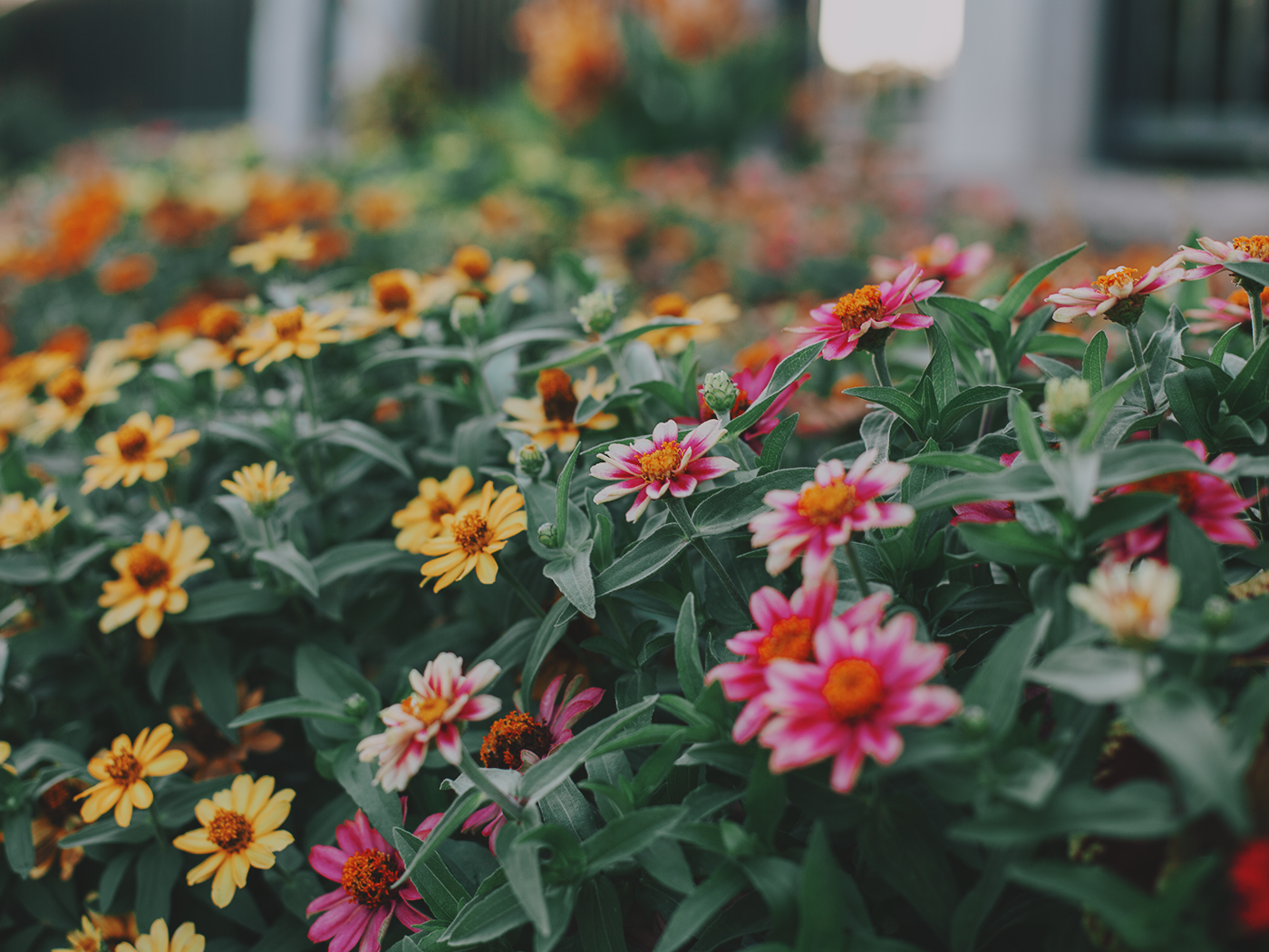 august_flowers_2Z7A5545.png