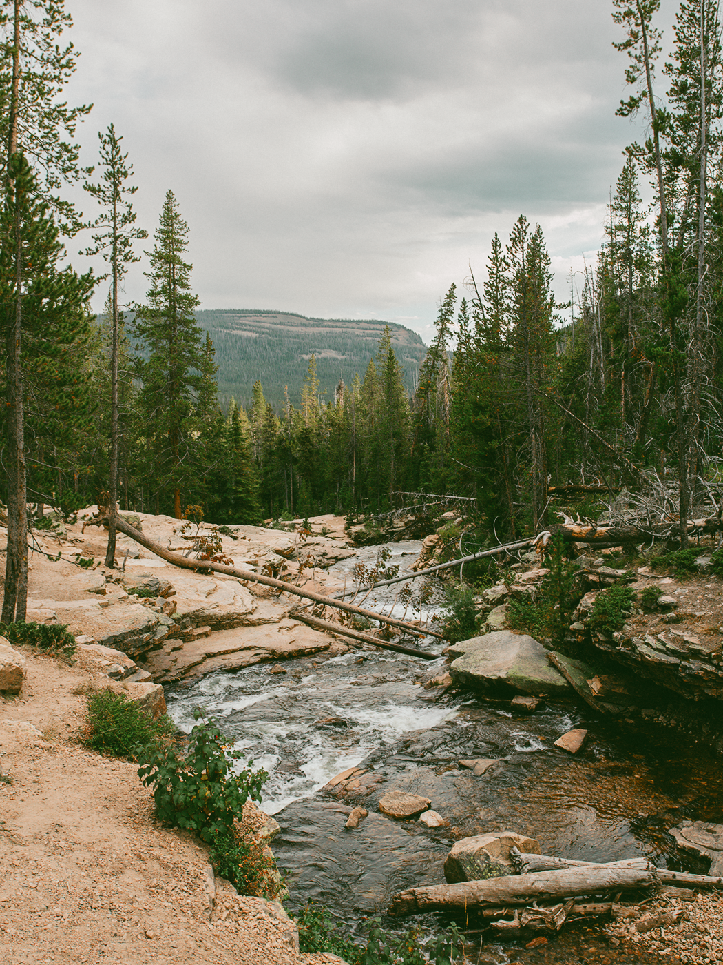 forest_waterfall_2Z7A6489.png