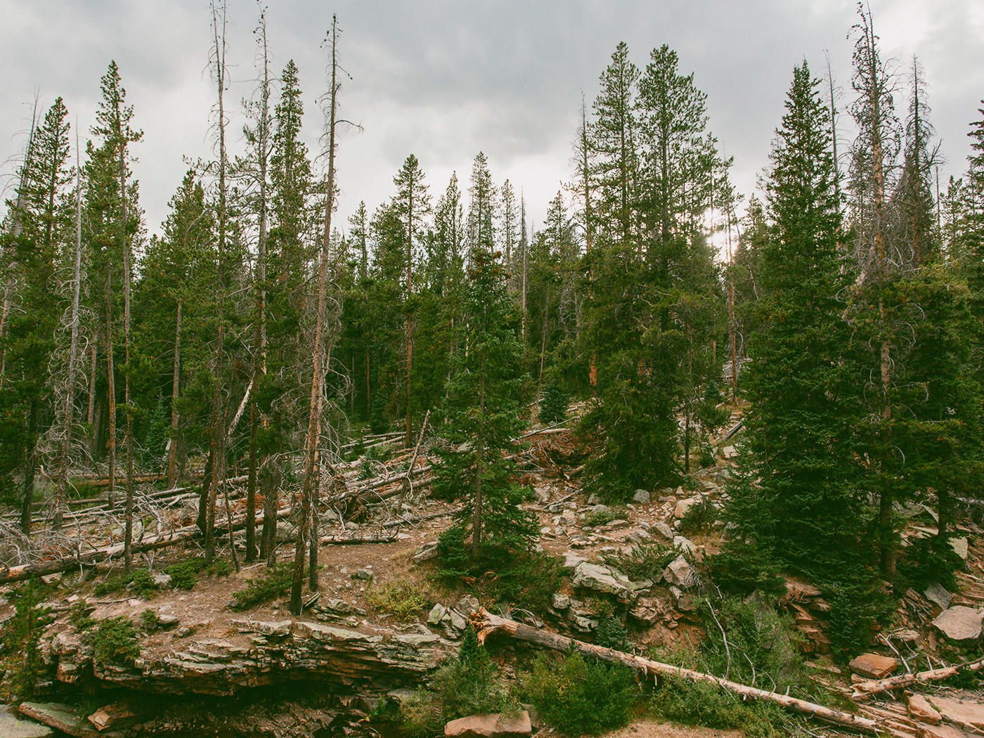 forest_waterfall_2Z7A6495.png