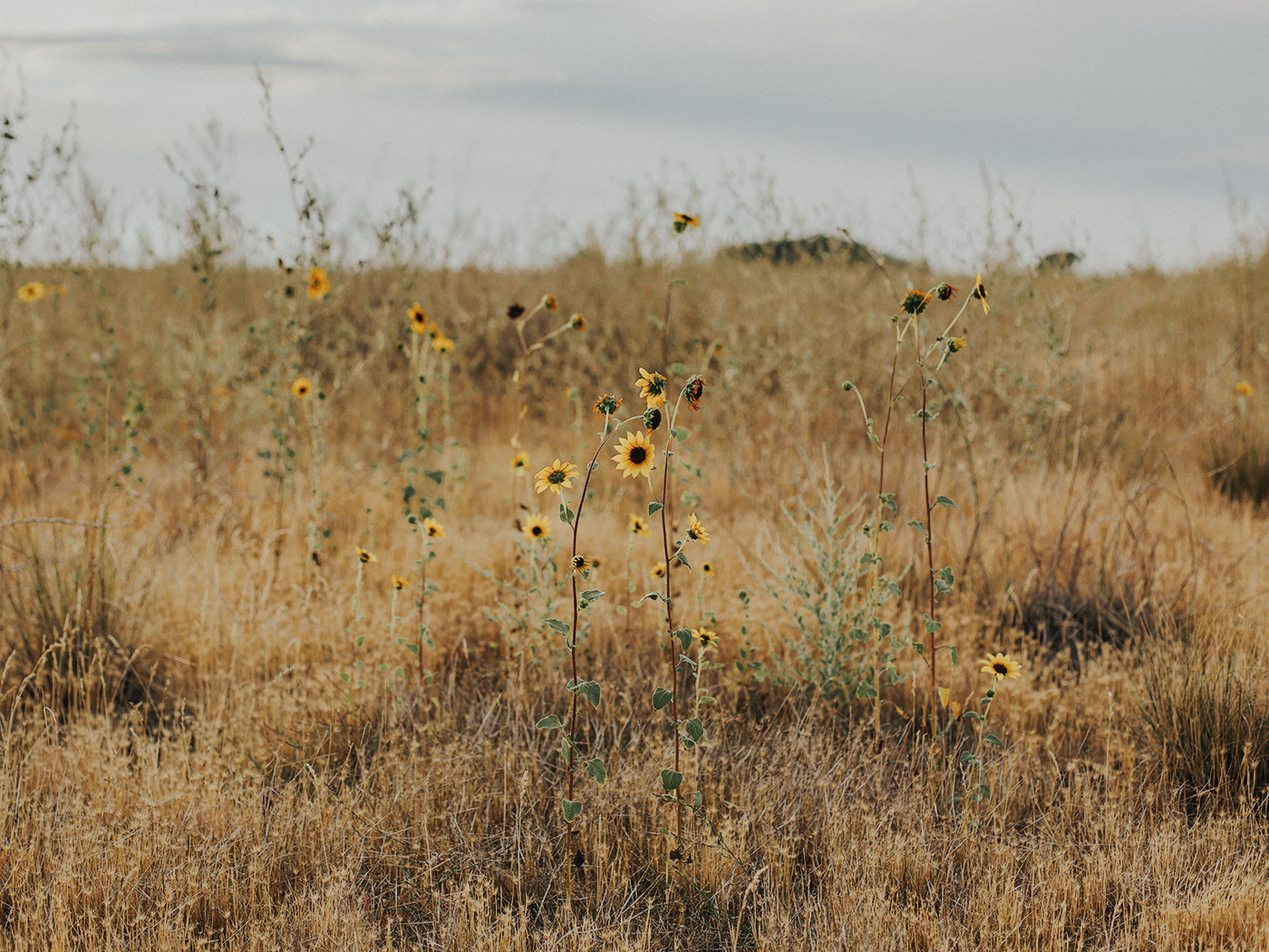 august_evening_2Z7A6979.png