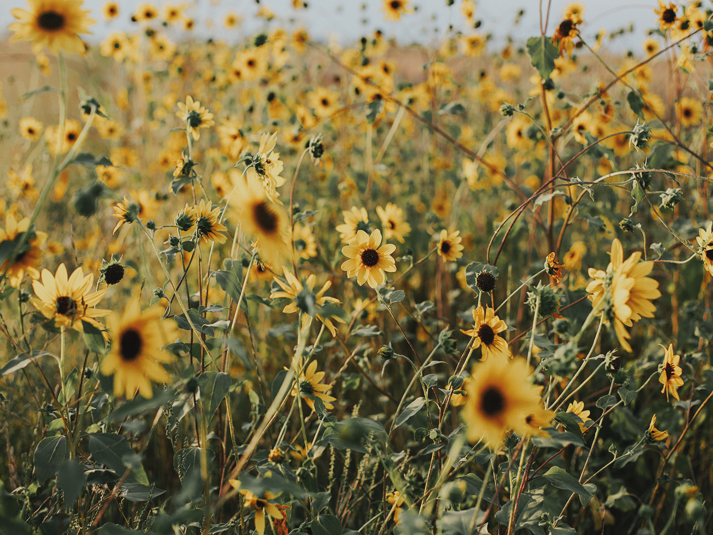 august_evening_2Z7A7030.png