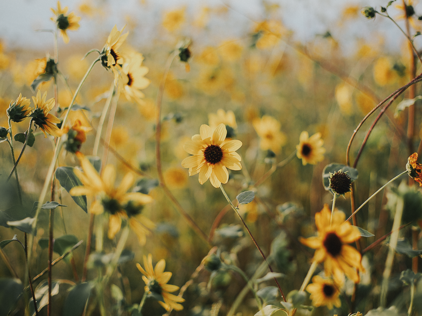 august_evening_2Z7A7031.png