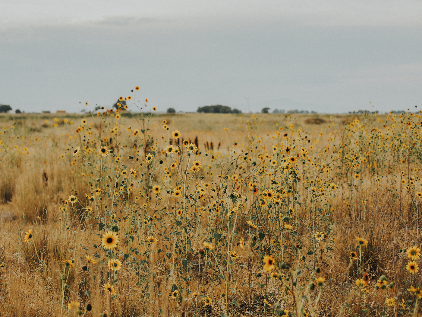 august_evening_2Z7A7066.png