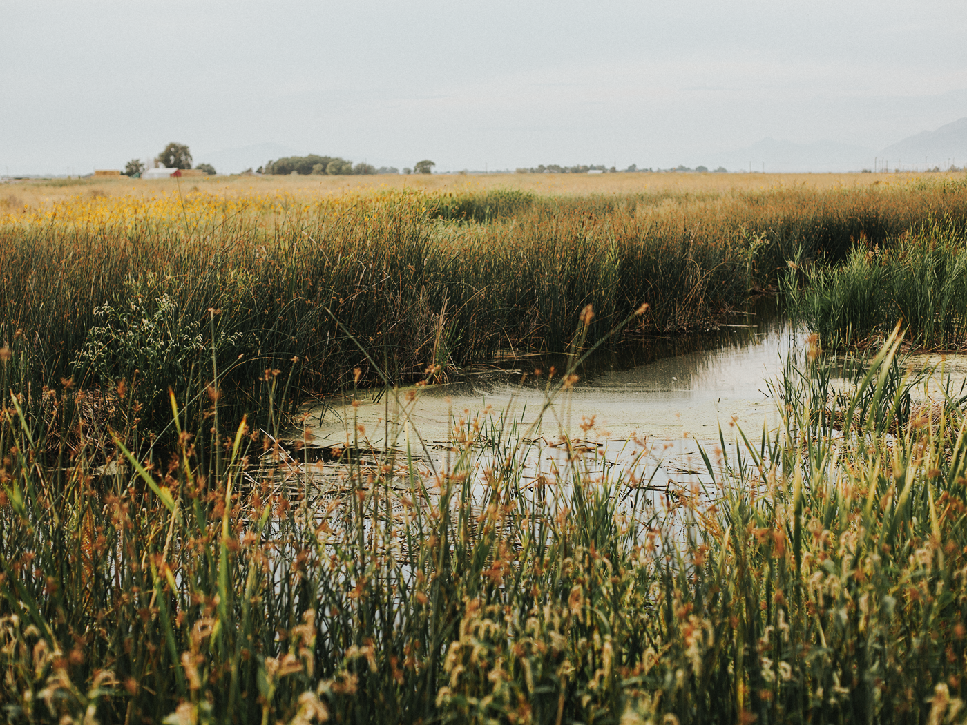 august_evening_2Z7A7093.png