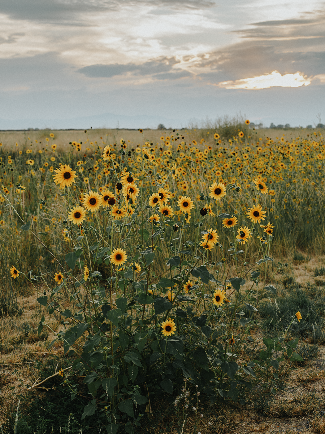 august_evening_2Z7A7119.png
