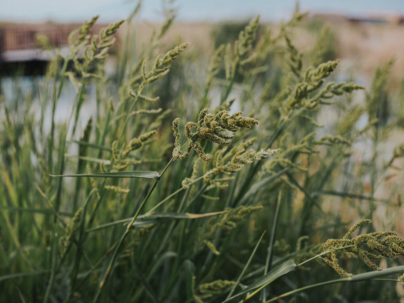 august_evening_2Z7A7123.png