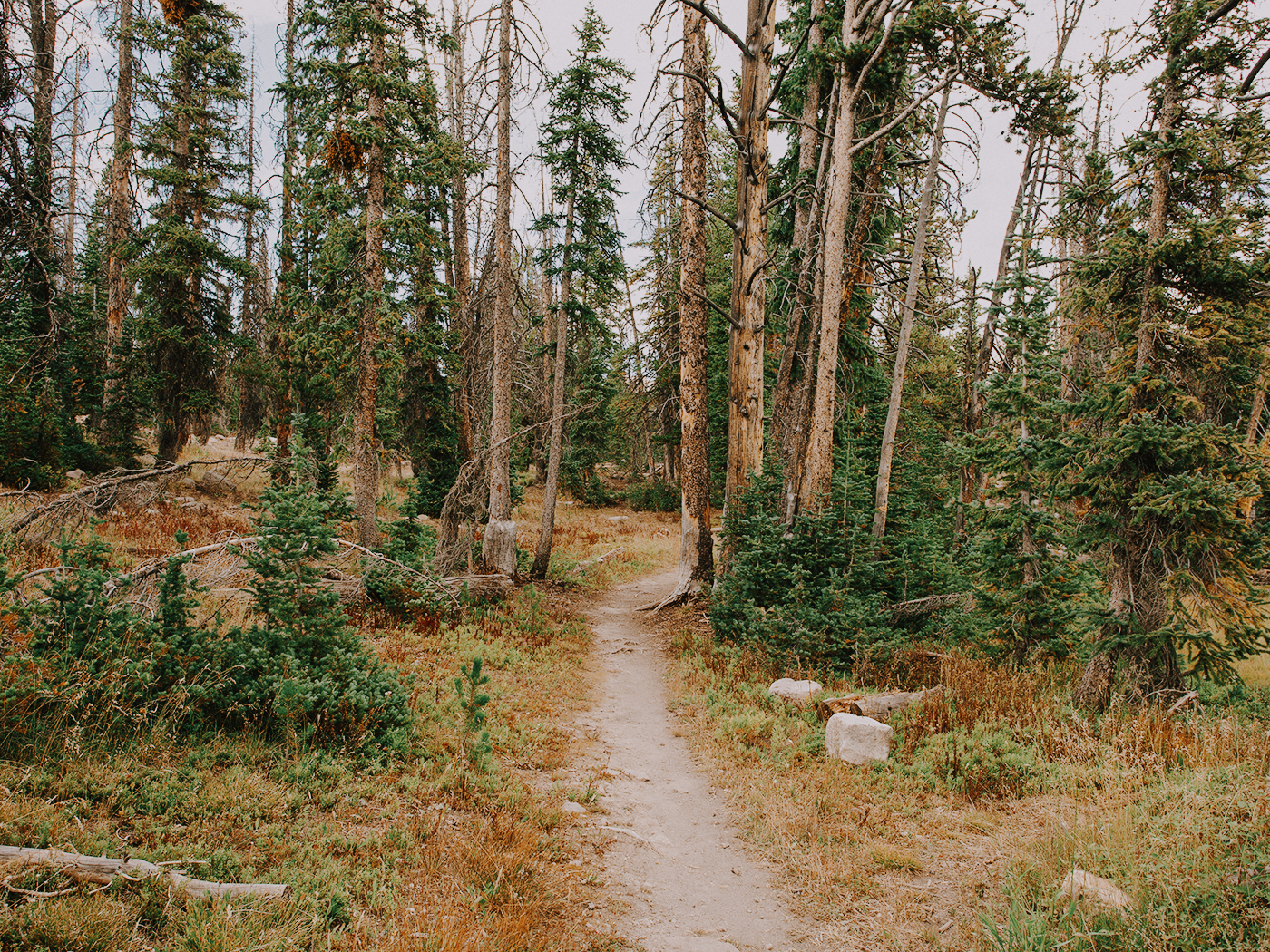butterfly_lake_2Z7A5974.png