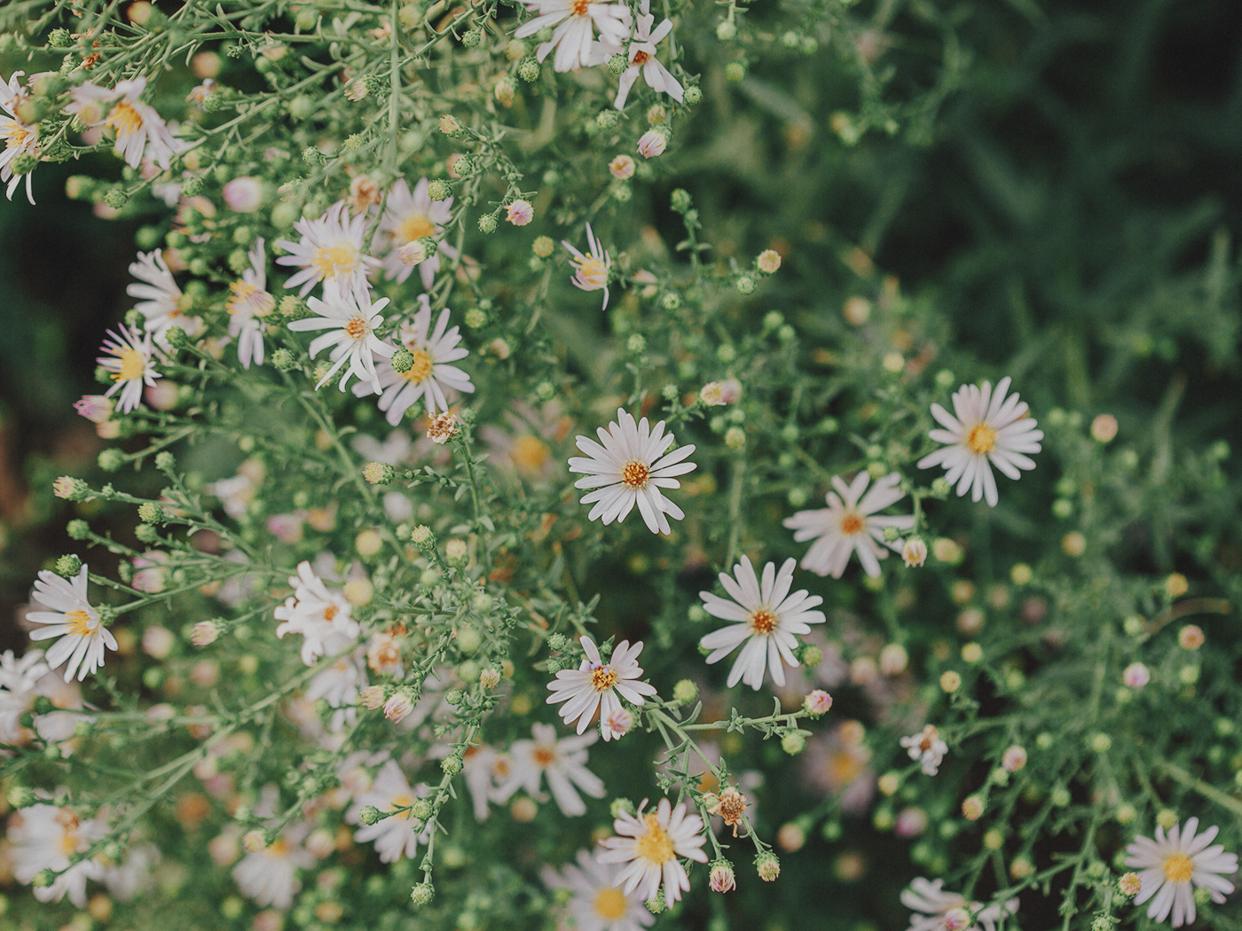 evening_flowers_blog_2Z7A8087.png