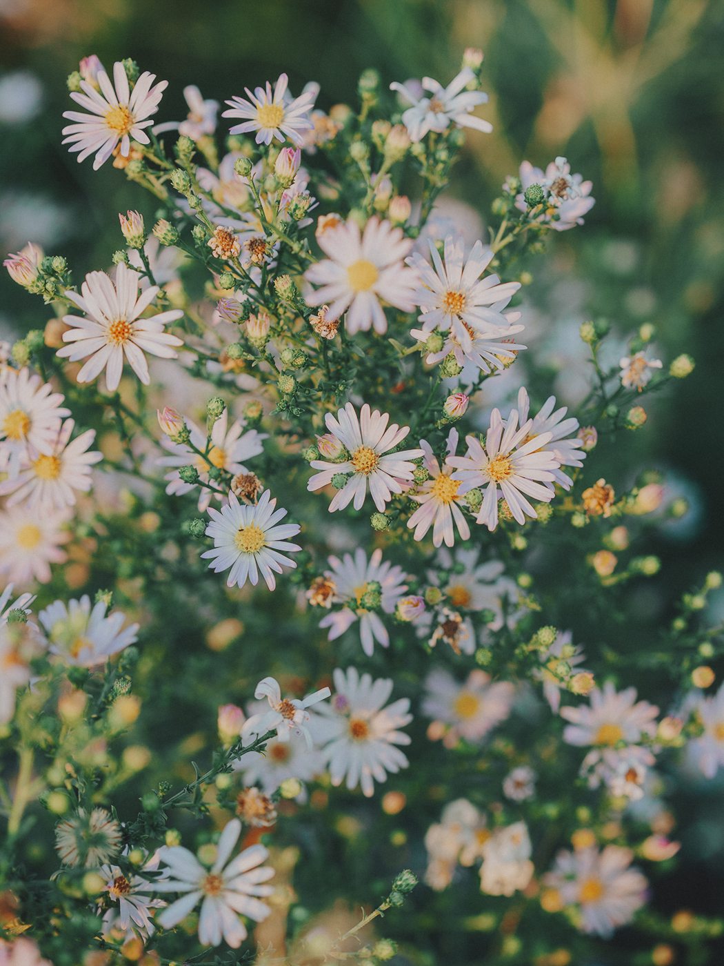evening_flowers_blog_2Z7A8145.png