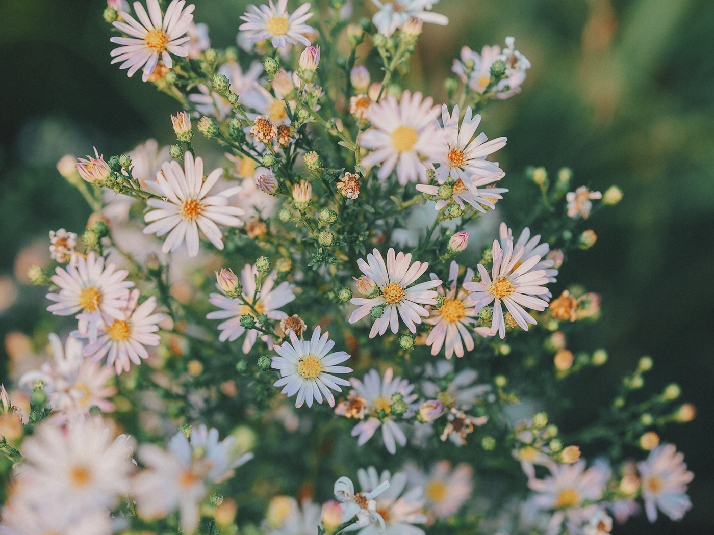 evening_flowers_blog_2Z7A8152.png