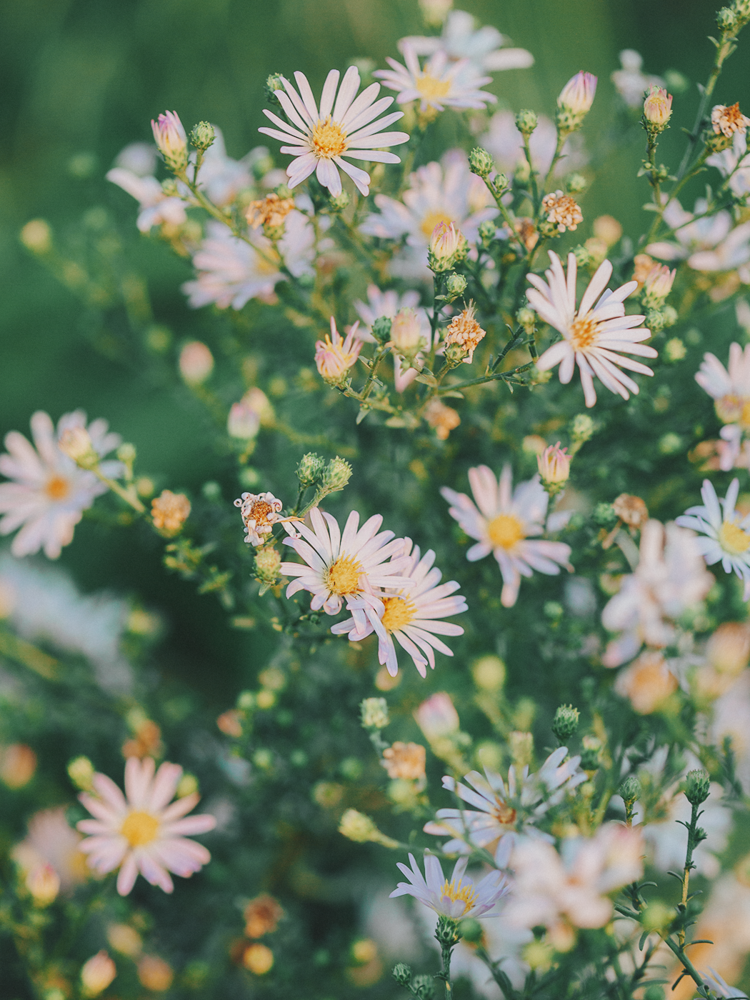evening_flowers_blog_2Z7A8165.png