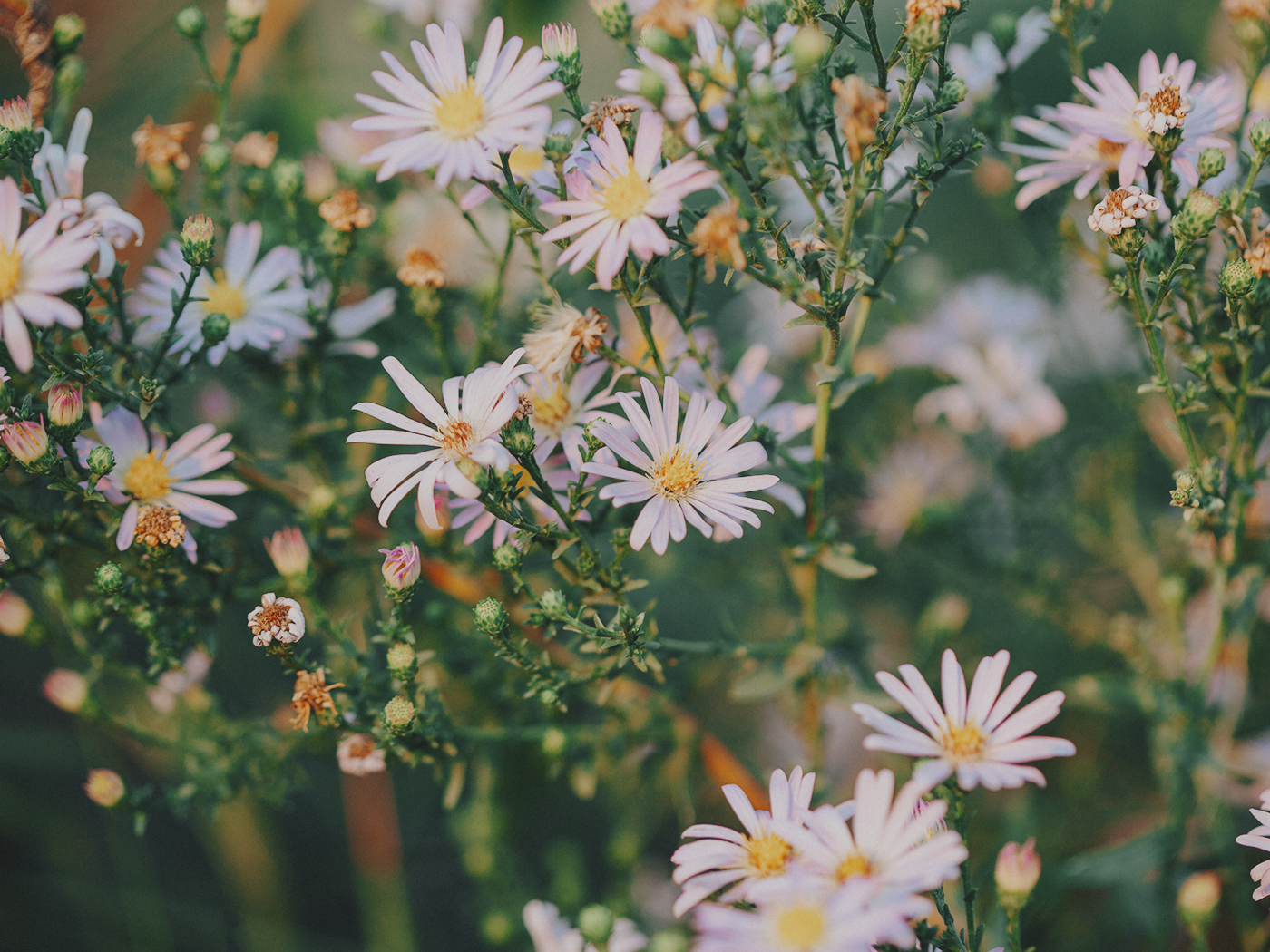 evening_flowers_blog_2Z7A8185.png