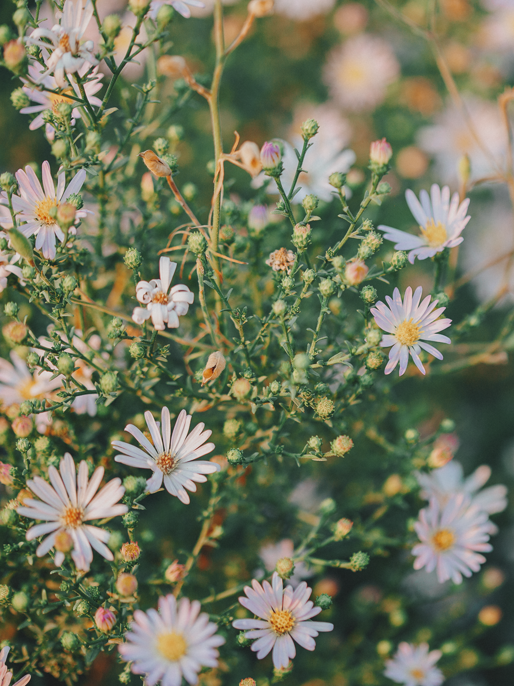 evening_flowers_blog_2Z7A8201.png