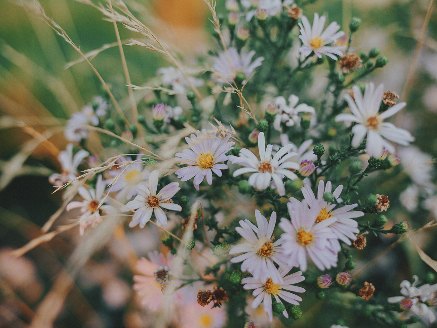 evening_flowers_blog_2Z7A8210.png