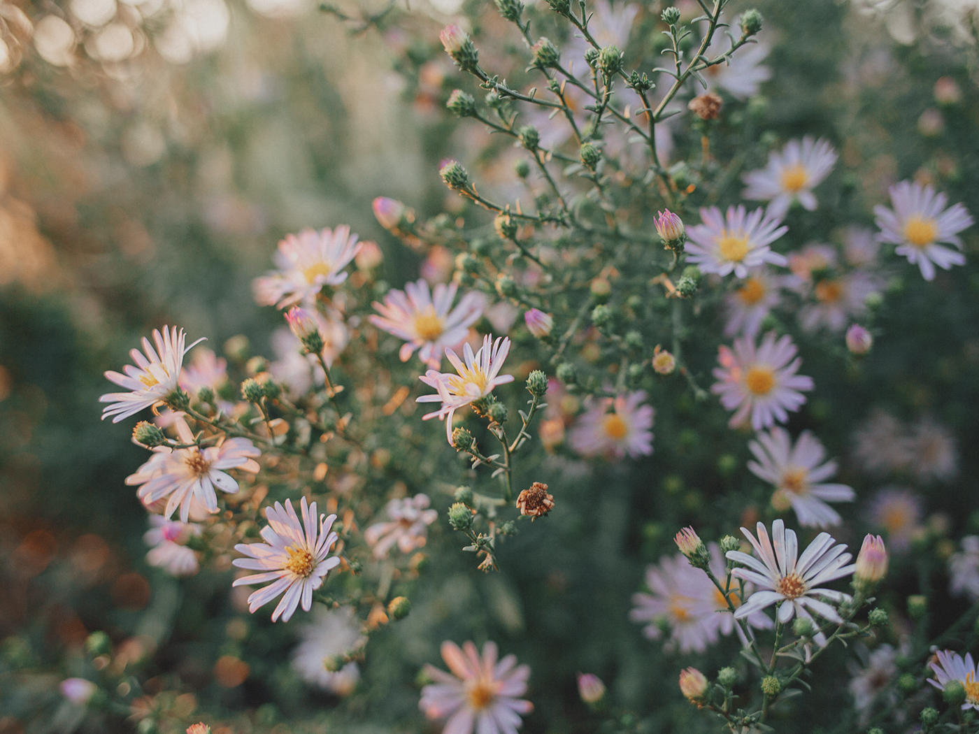 evening_flowers_blog_2Z7A8215.png