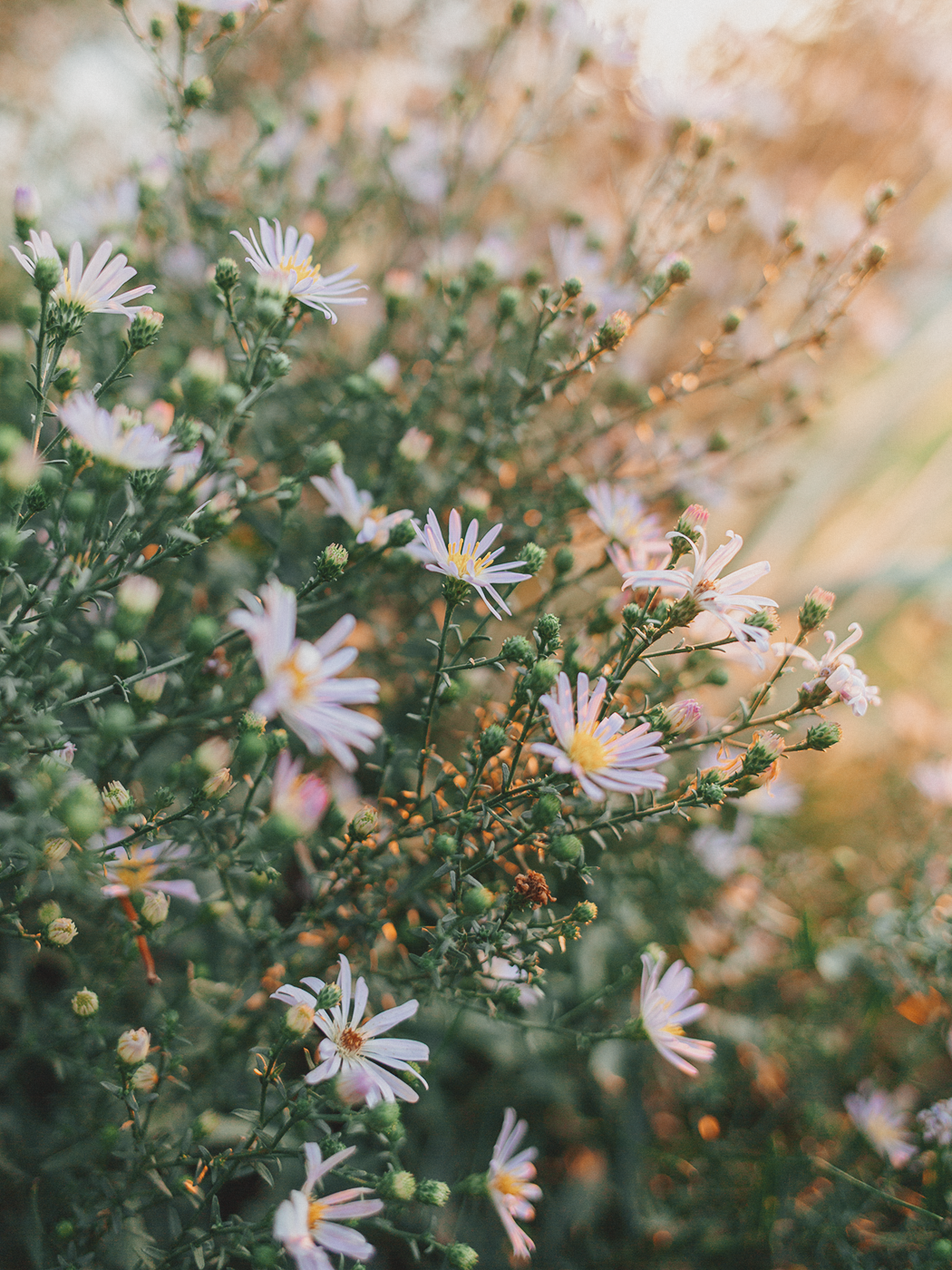 evening_flowers_blog_2Z7A8230.png