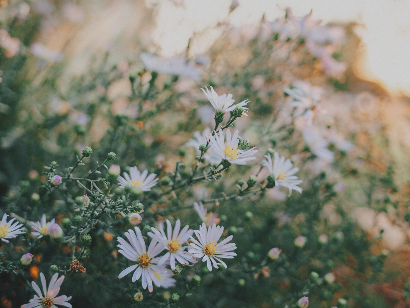 evening_flowers_blog_2Z7A8235.png