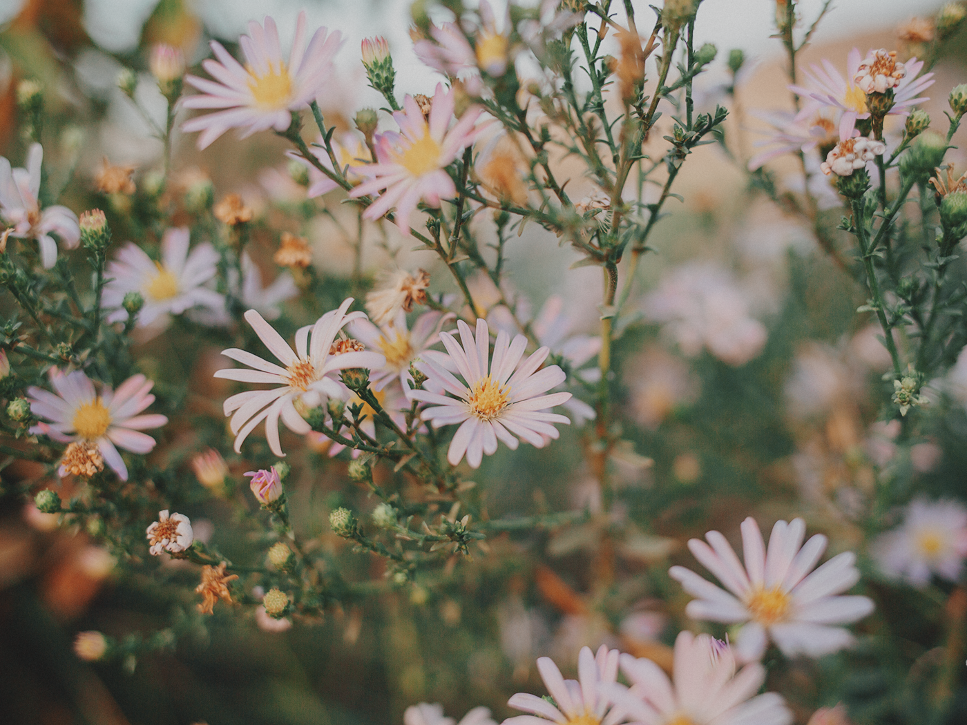 evening_flowers_blog_2Z7A8272.png