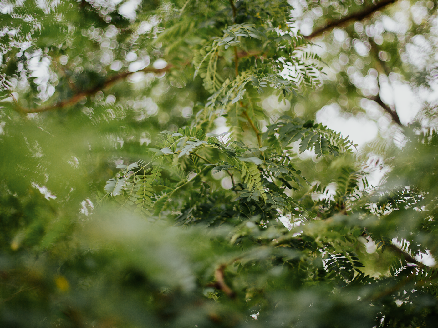 summer_greens_2Z7A4613_woods.png