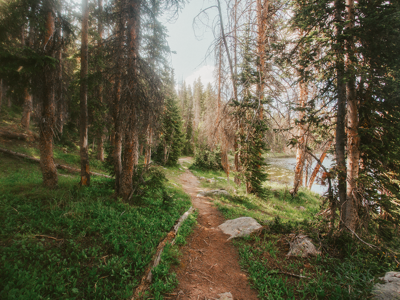 forest_light_2Z7A2670.png