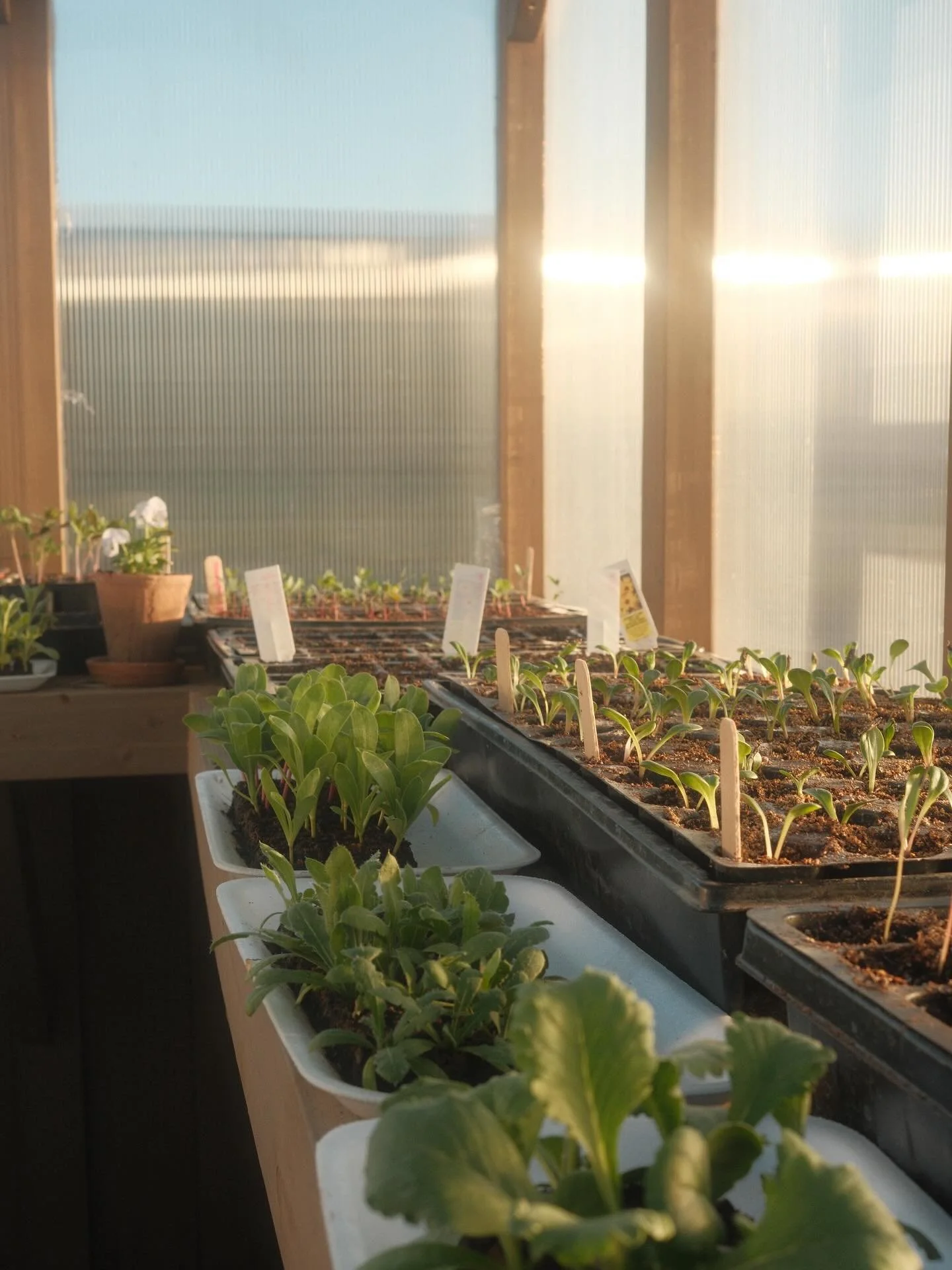 This season has come to an end with the first hard frost. As I look back, I&rsquo;m filled with gratitude for how far I&rsquo;ve come. I tried so many new things this year&mdash;learning more about plants, varieties, and techniques&mdash;and truly fe