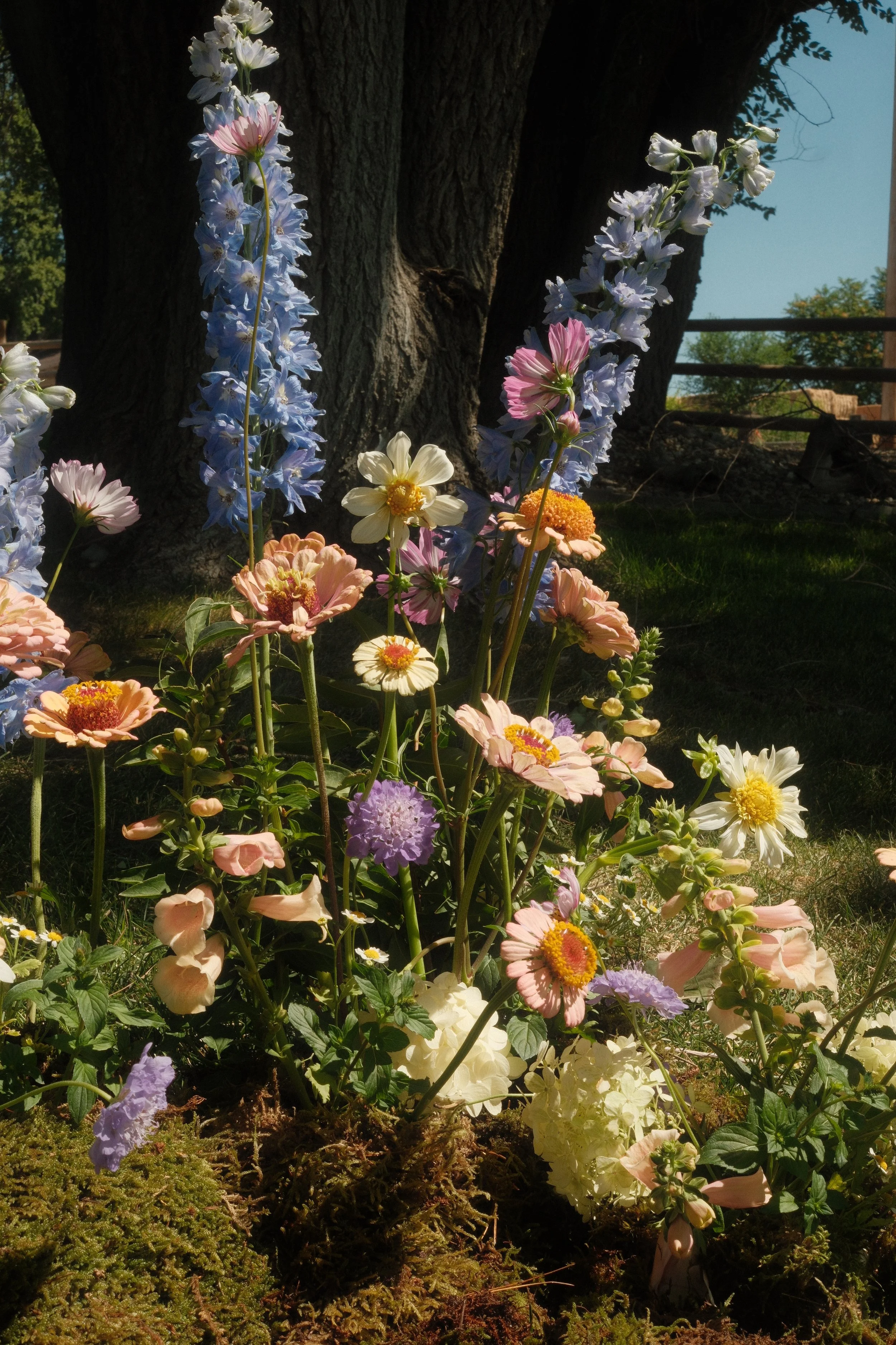 Colorful flowers growing near the base of a large tree with a fallen branch and a clear blue sky in the background.