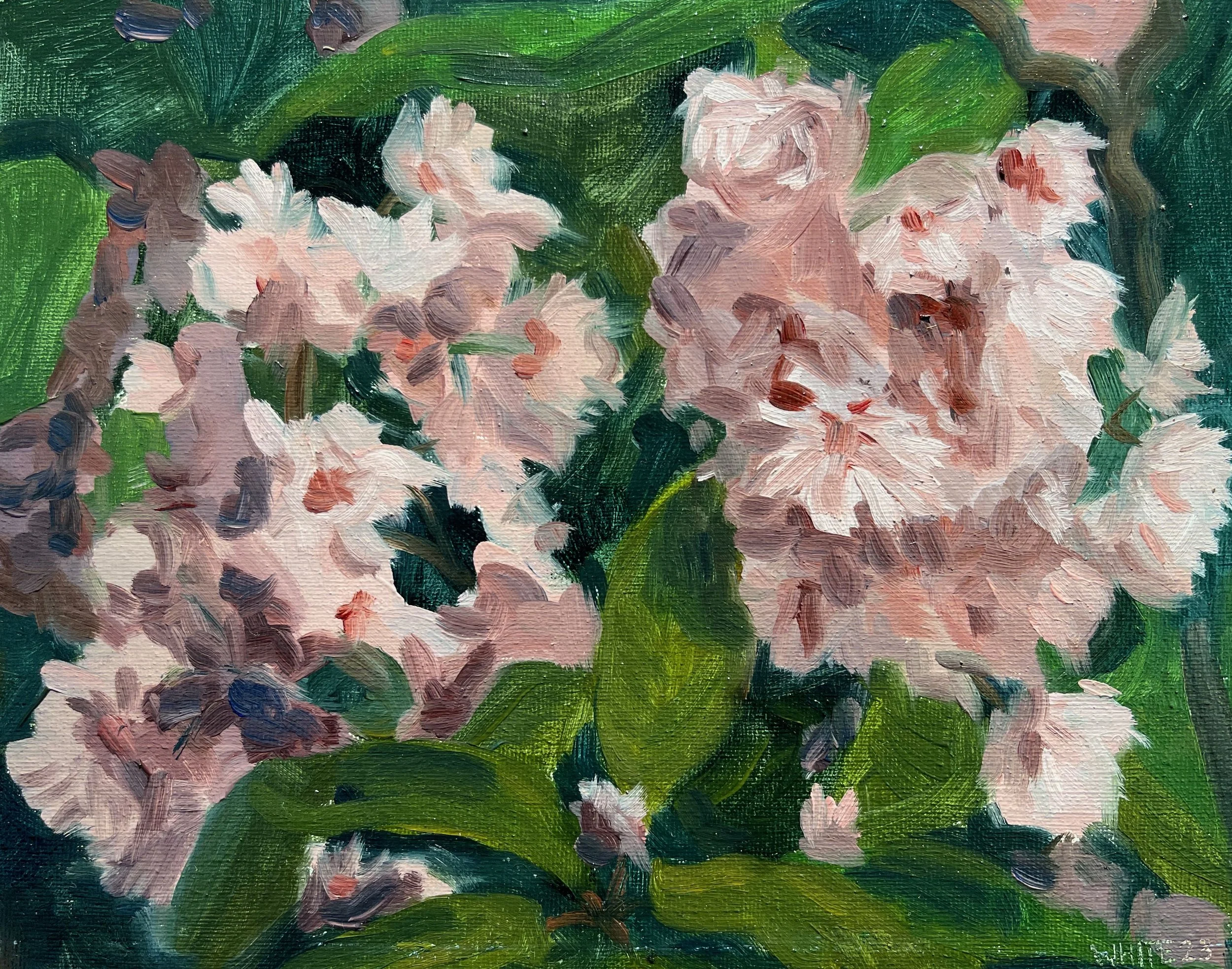 Cherry Blossom - Oil on panel