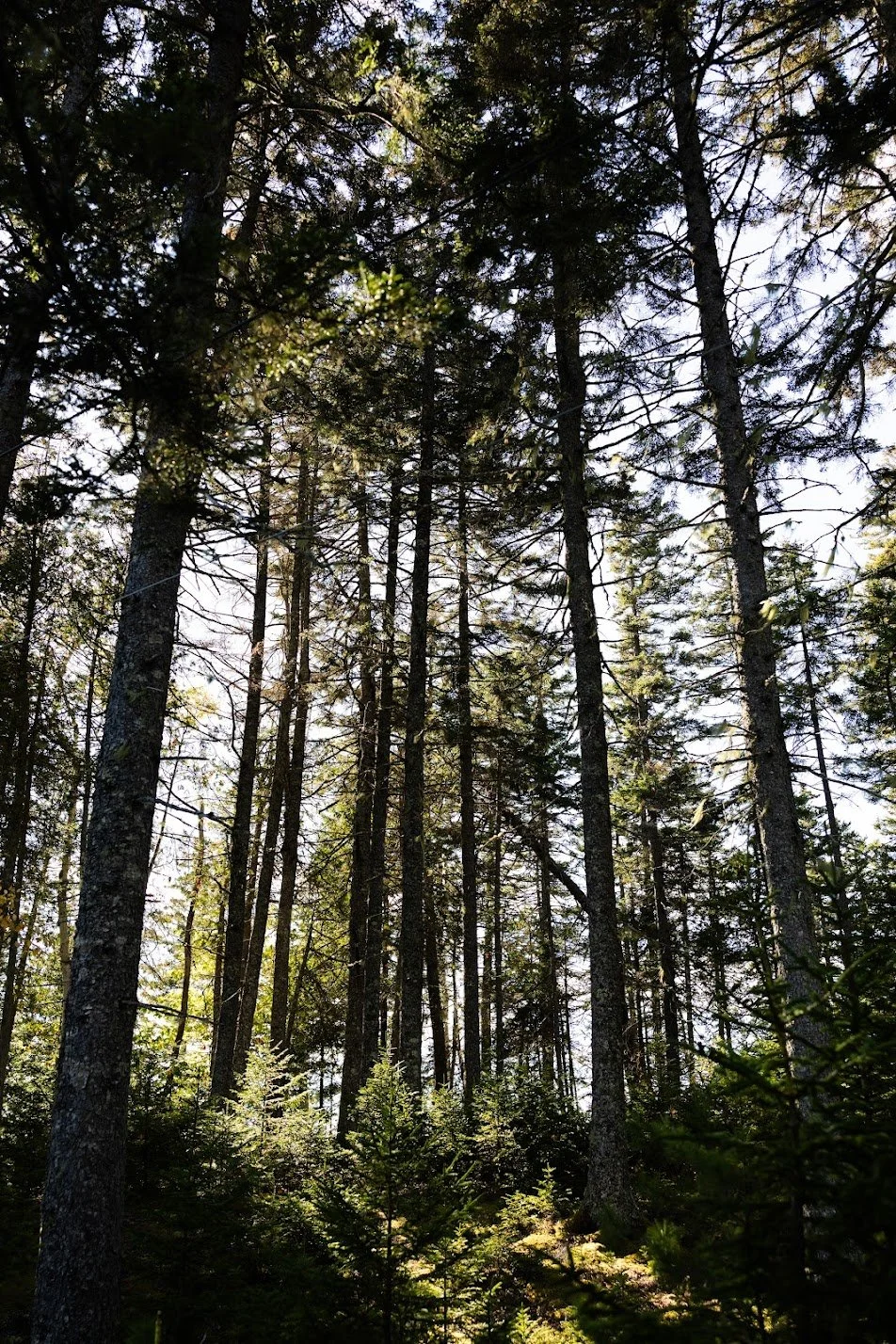 Tall pine trees in a dense forest with sunlight filtering through the branches.
