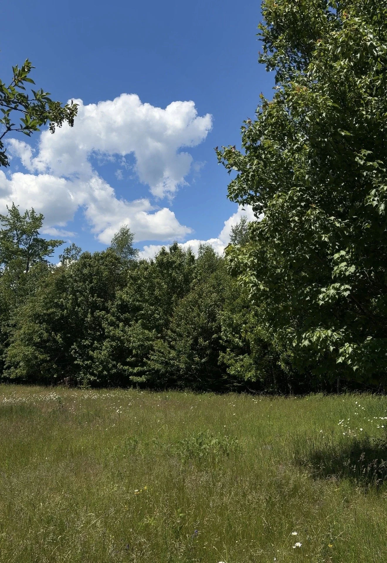 IMG_7805.jpg