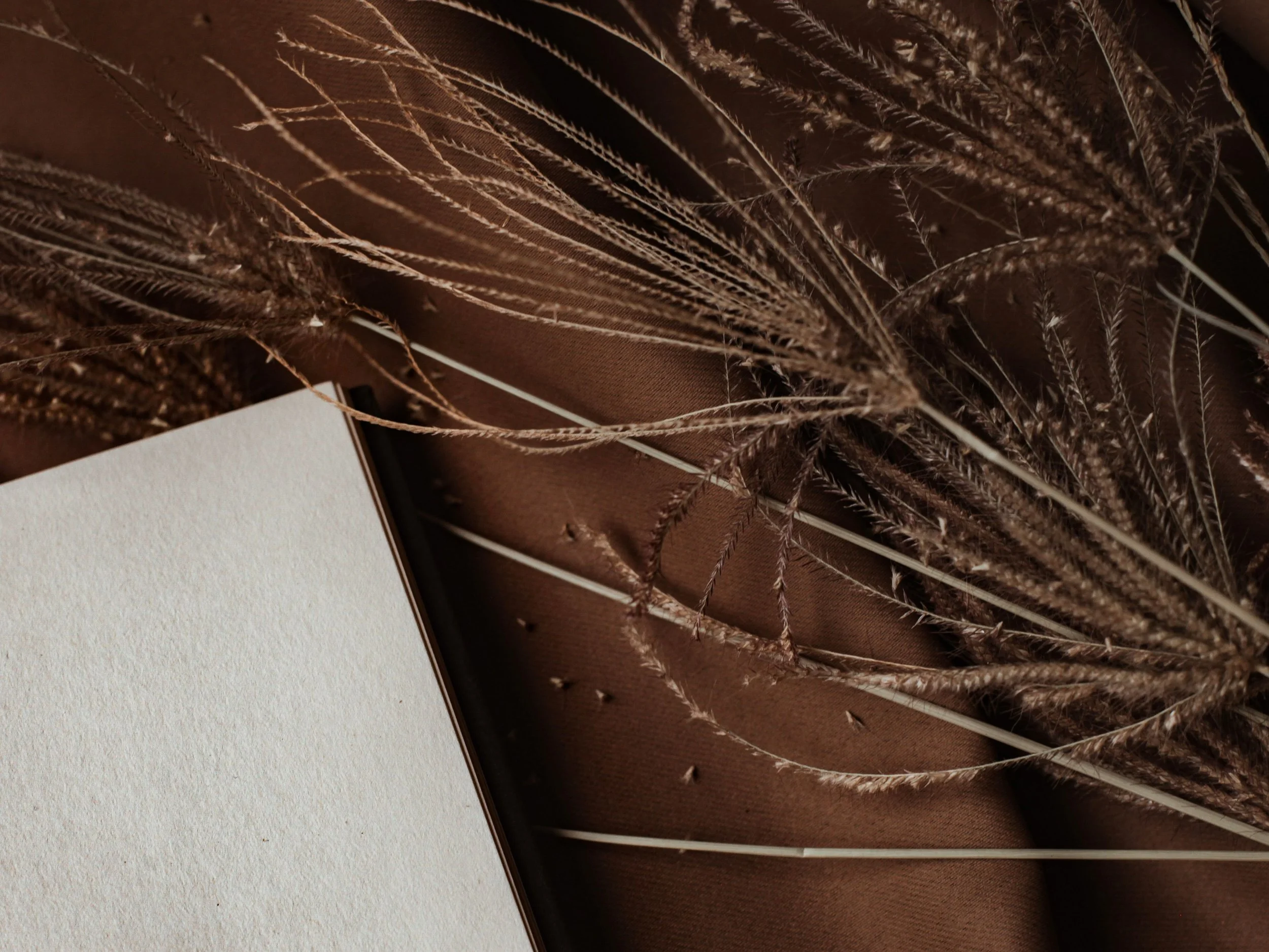 Close-up view of brown dried grass or plant stems against a dark background.